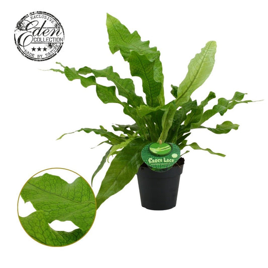 Microsorum 12cm Crocodyllus - Green Plant The Horti House