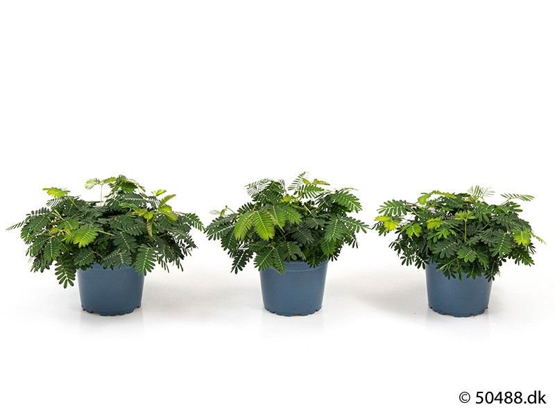 Mimosa 9cm Pudica - Green Plant The Horti House