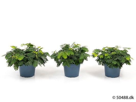 Mimosa 9cm Pudica - Green Plant The Horti House