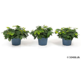 Mimosa 9cm Pudica - Green Plant The Horti House