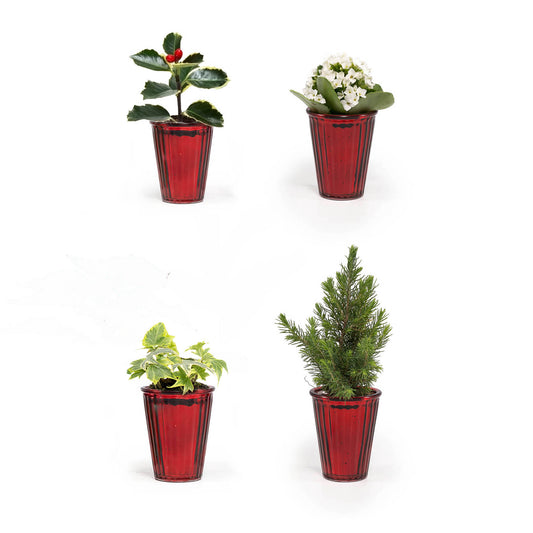 Mini Mix 6cm in Christmas Glass - Flowering The Horti House