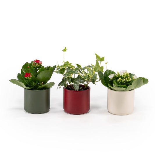 Mini Mix 6cm in Festive Ceramic - Flowering The Horti House