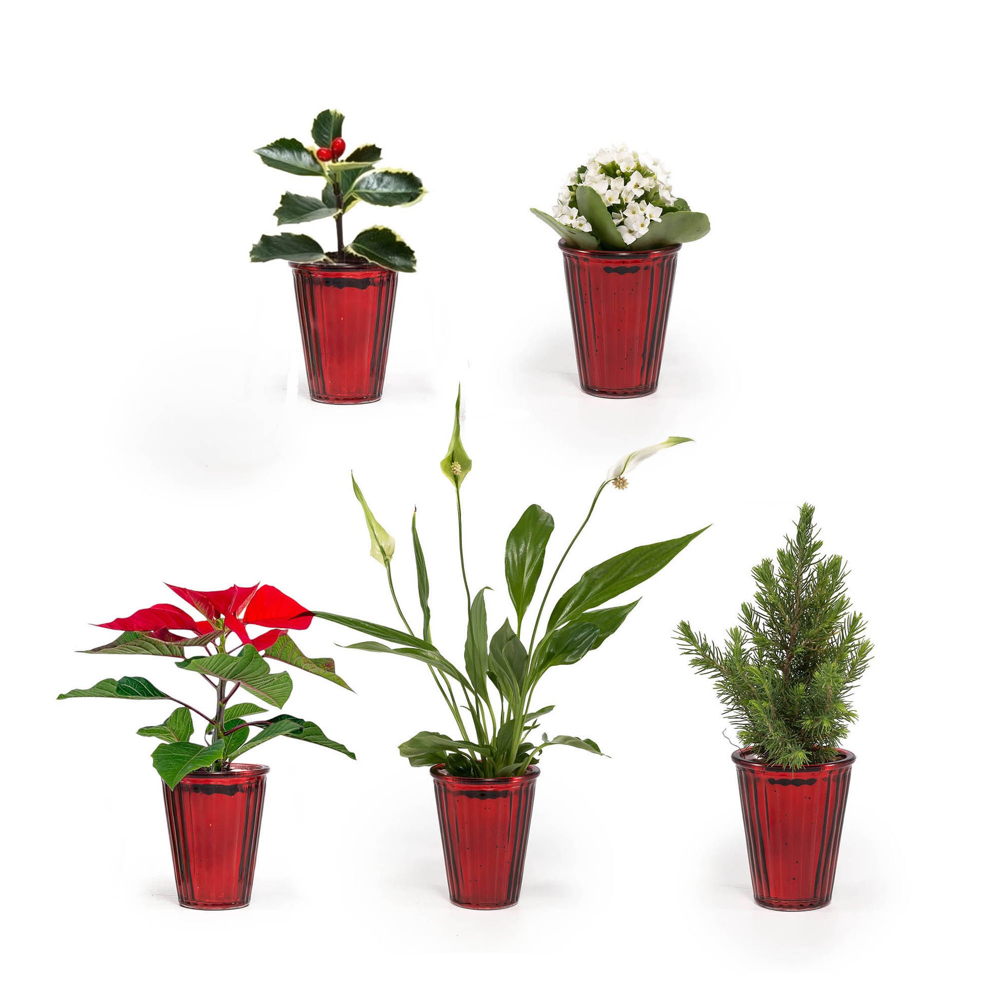 Mini Mix 6cm in Christmas Glass - Flowering The Horti House