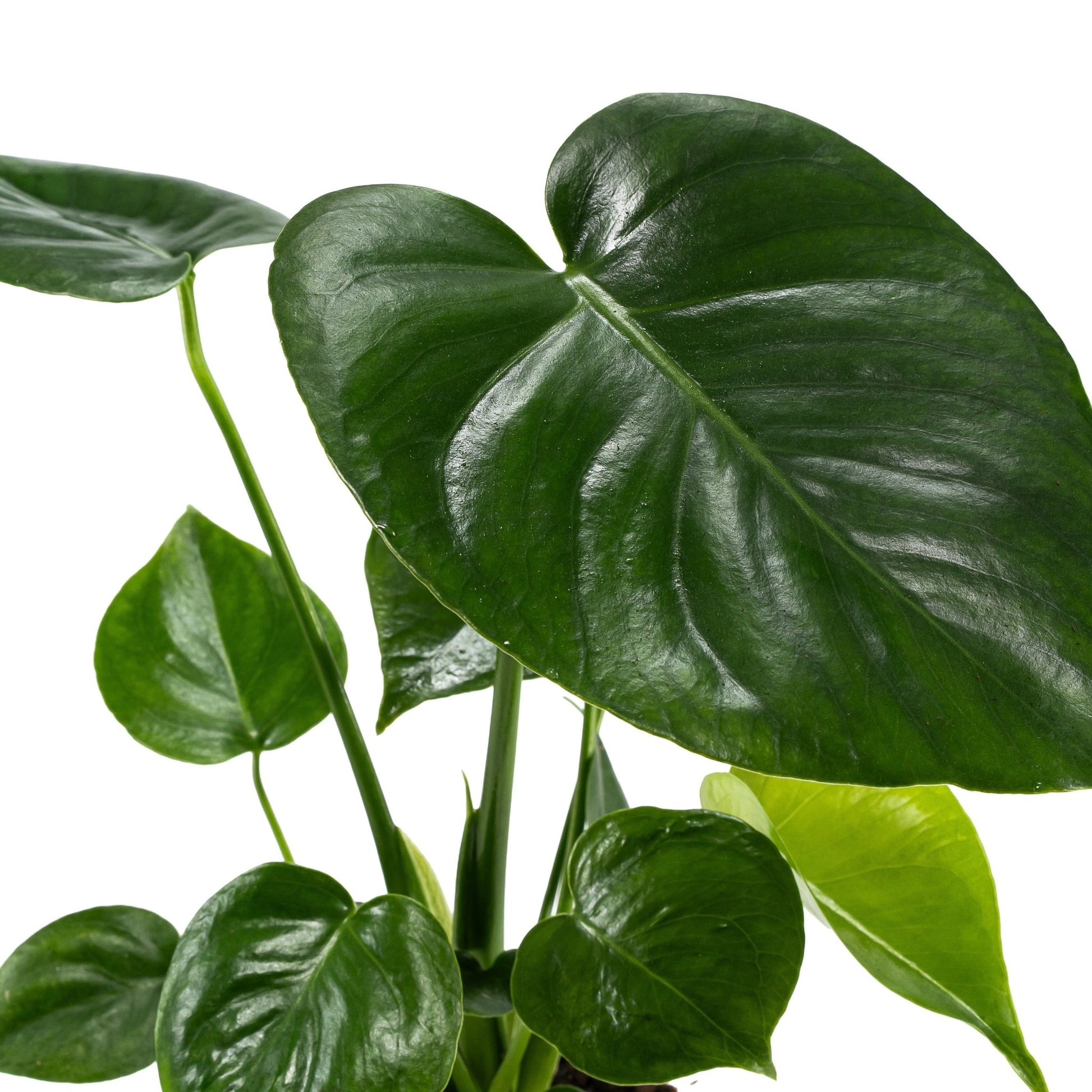 Monstera 12cm Deliciosa - Green Plant The Horti House