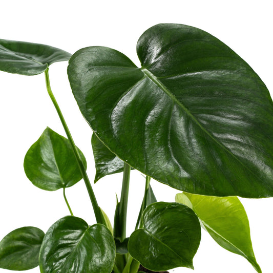 Monstera 12cm Deliciosa - Green Plant The Horti House