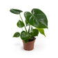 Monstera 12cm Deliciosa - Green Plant The Horti House