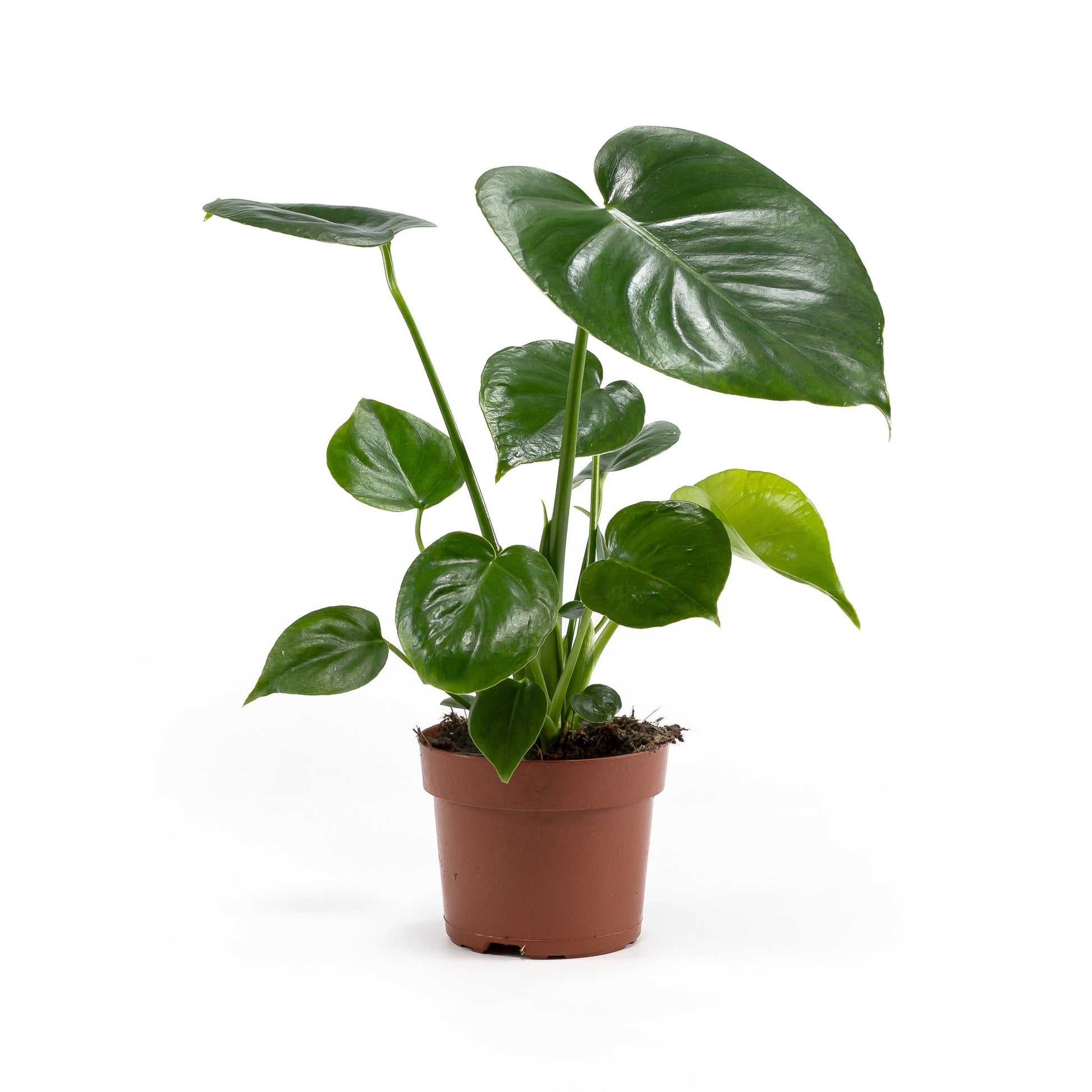 Monstera 12cm Deliciosa - Green Plant The Horti House