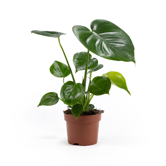 Monstera 12cm Deliciosa - Green Plant The Horti House