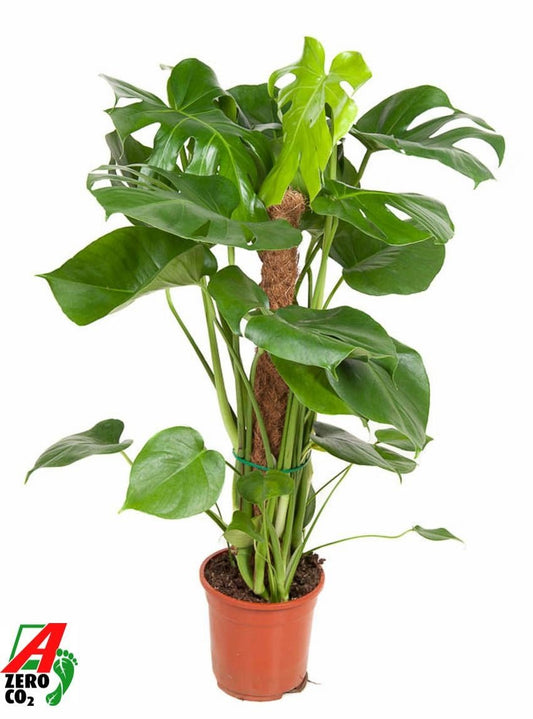Monstera 19cm Pertusum MP - Foliage The Horti House