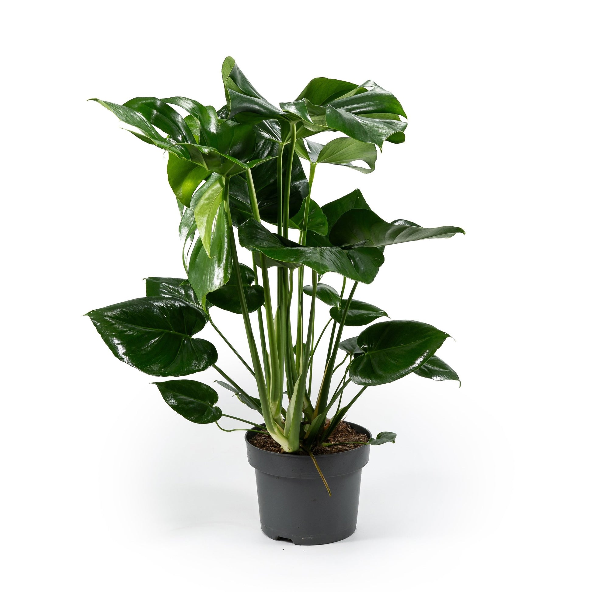 Monstera 23cm Deliciosa - Green Plant The Horti House