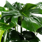 Monstera 23cm Deliciosa - Green Plant The Horti House