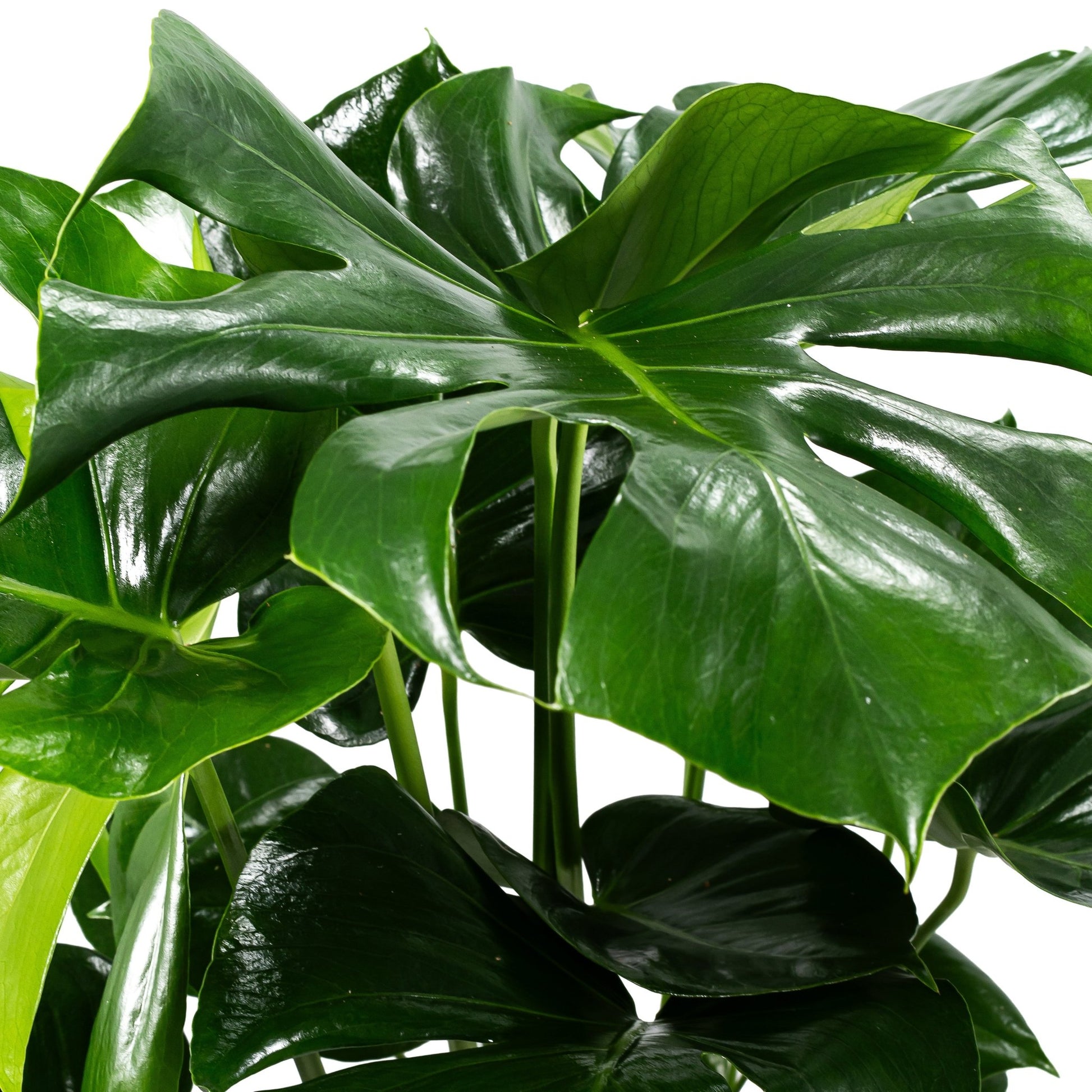Monstera 23cm Deliciosa - Green Plant The Horti House