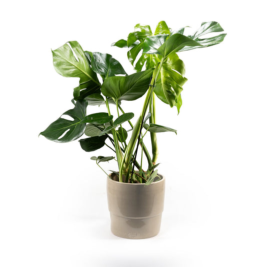 Monstera 23cm in Artisan No.7 Ceramic - Foliage The Horti House