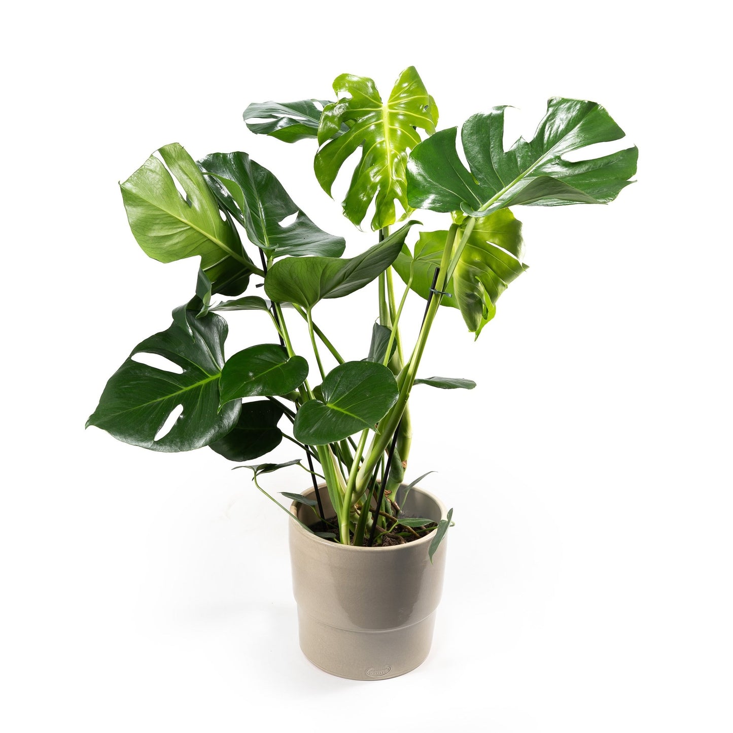 Monstera 23cm in Artisan No.7 Ceramic - Foliage The Horti House