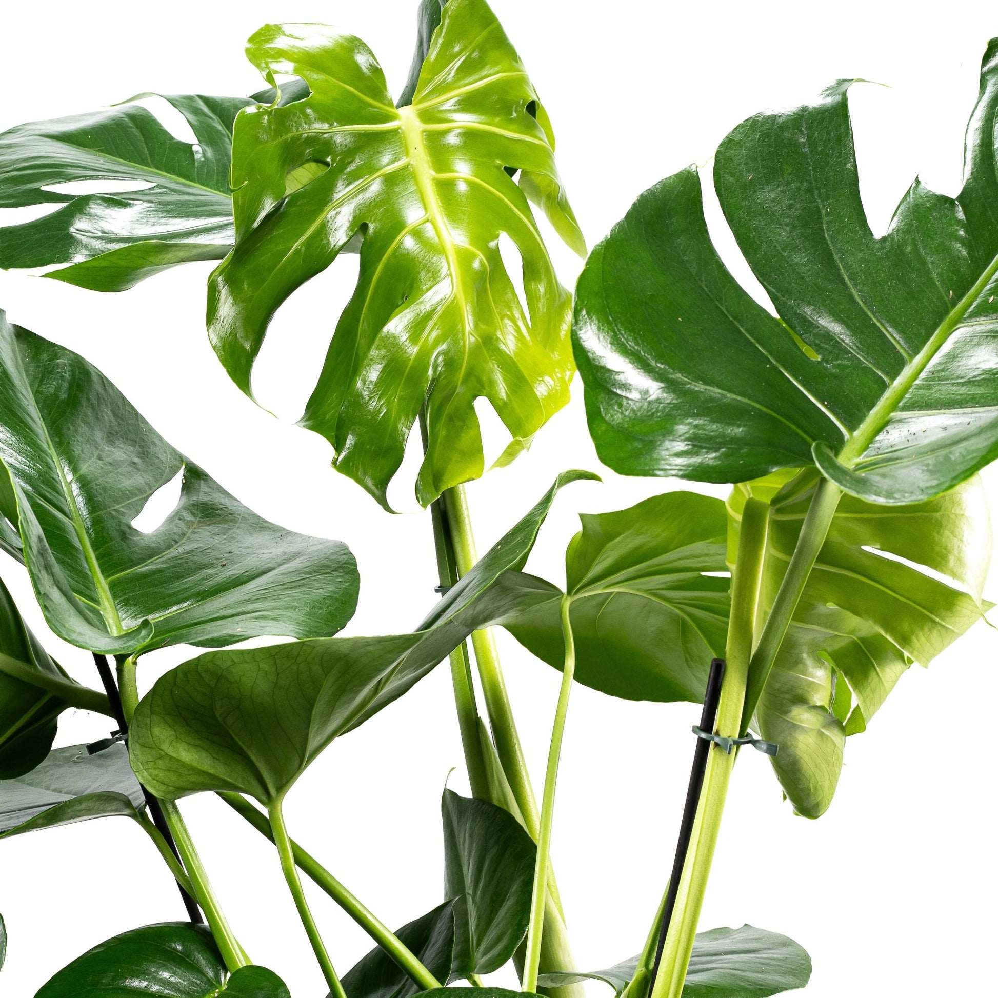 Monstera 23cm in Artisan No.7 Ceramic - Foliage The Horti House