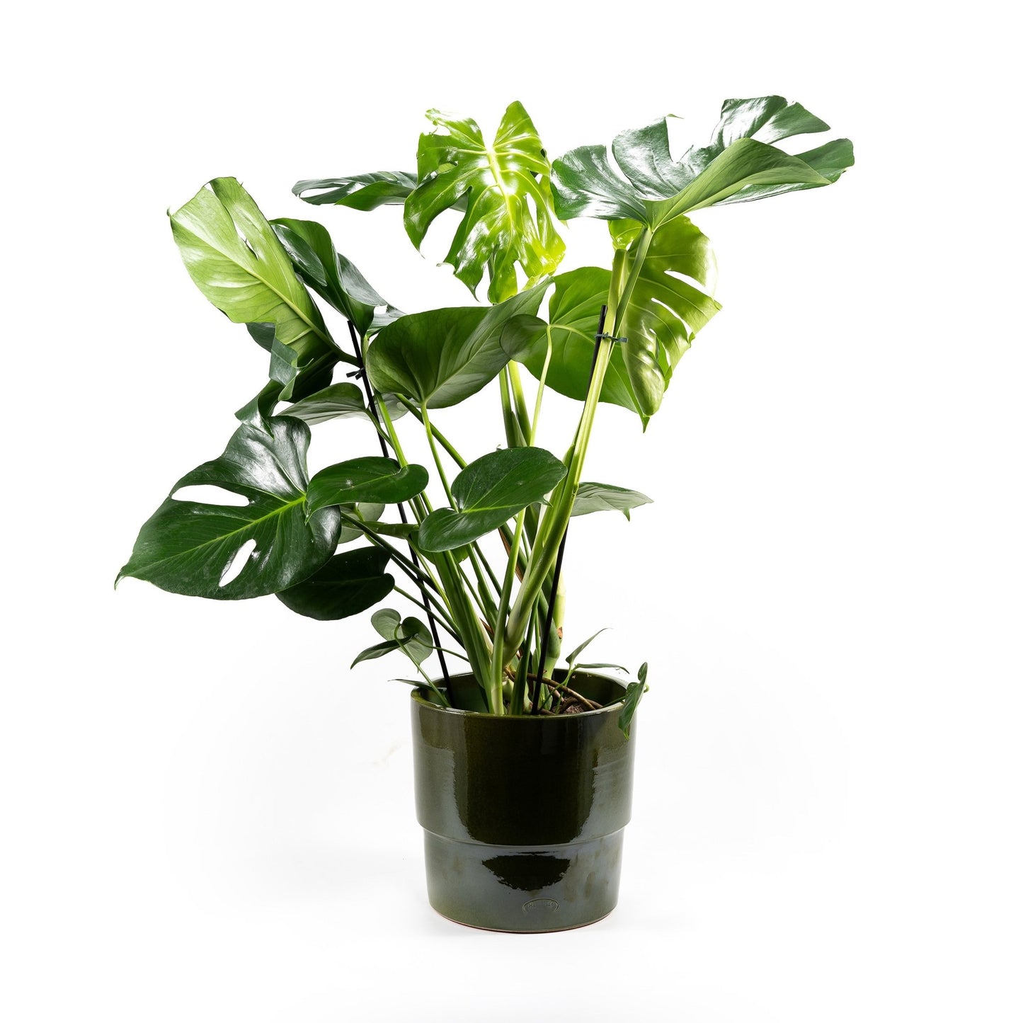 Monstera 23cm in Artisan No.7 Ceramic - Foliage The Horti House