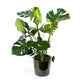 Monstera 23cm in Artisan No.7 Ceramic - Foliage The Horti House