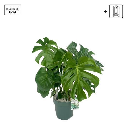 Monstera 24cm Deliciosa Hydro - Green Plant The Horti House