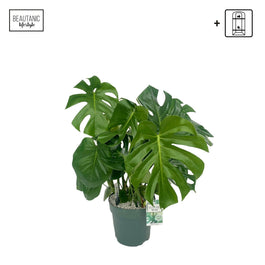 Monstera 24cm Deliciosa Hydro - Green Plant The Horti House