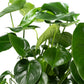 Monstera 24cm Deliciosa - Green Plant The Horti House