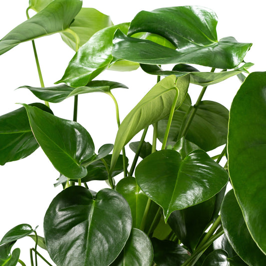 Monstera 24cm Deliciosa - Green Plant The Horti House