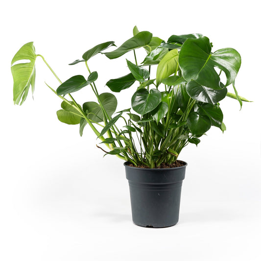 Monstera 24cm Deliciosa - Green Plant The Horti House