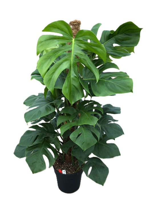 Monstera 24cm Pertusum - Green Plant The Horti House