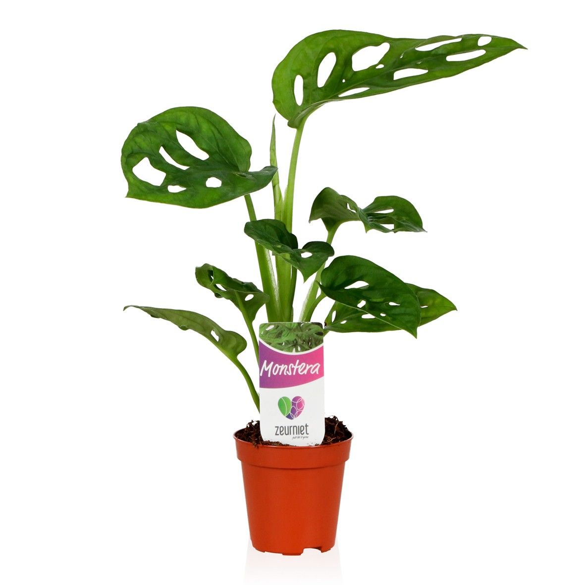 Monstera 5.5cm Monkey Leaf - Green Plant The Horti House