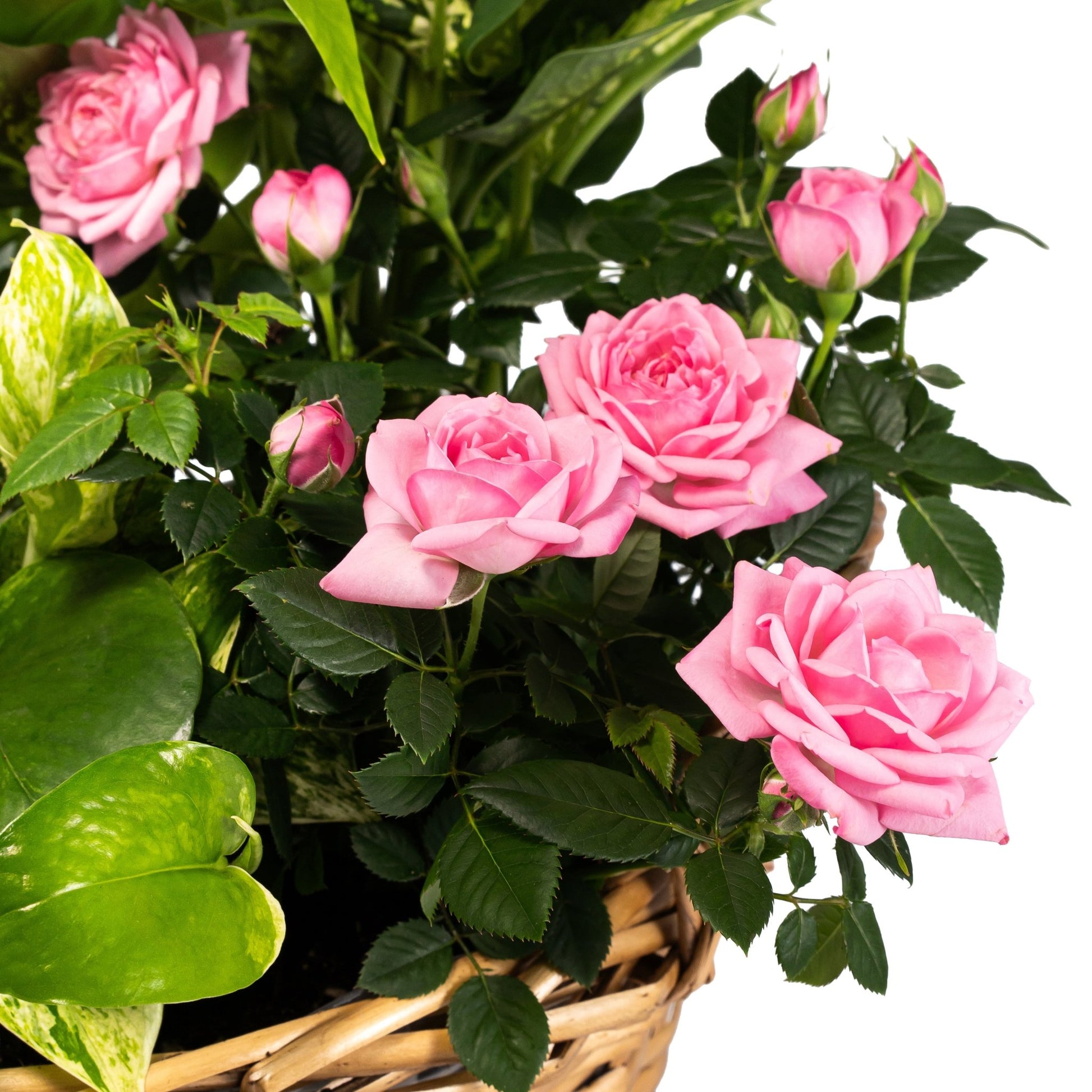 Large Mothers Day Gift Basket - Flowering The Horti House