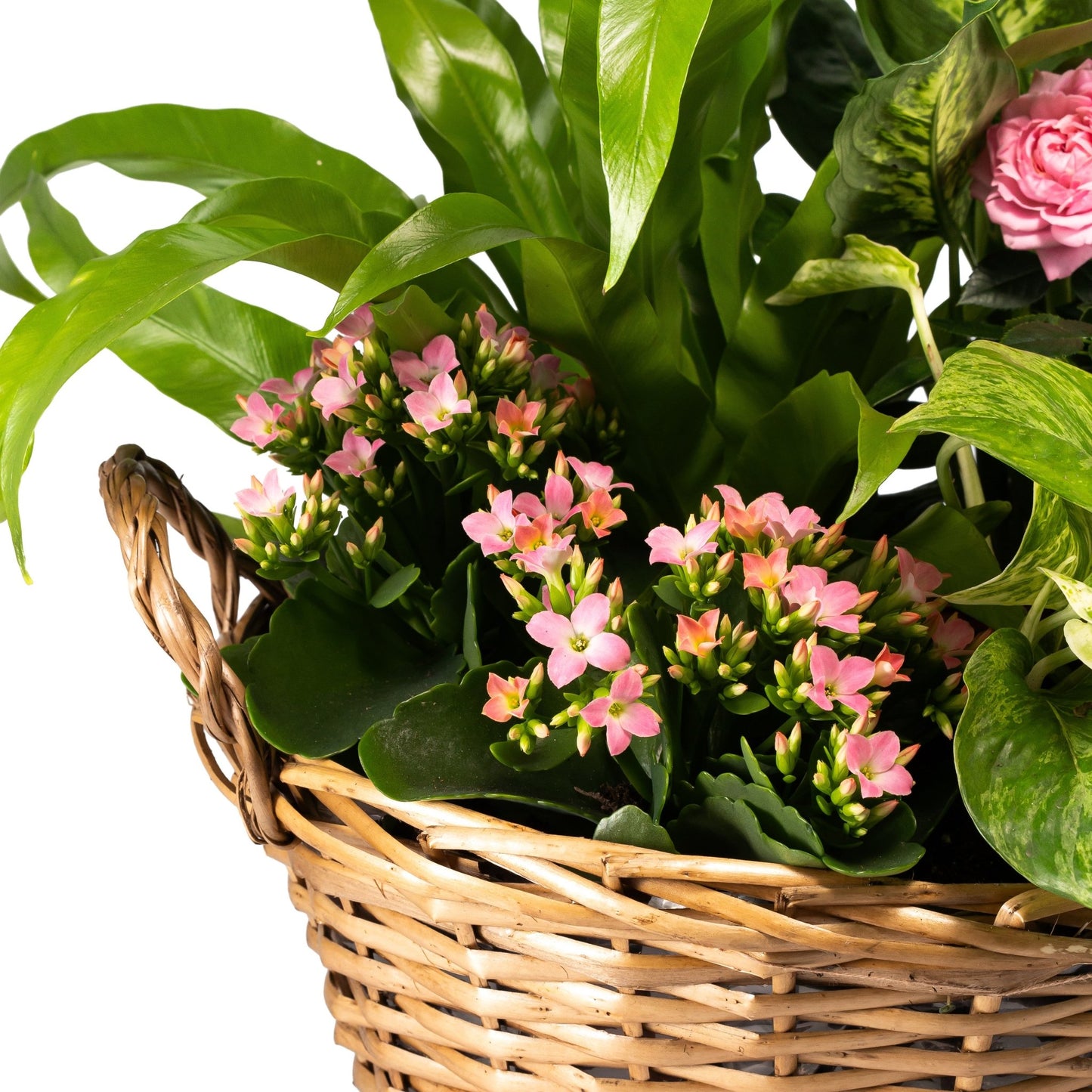 Large Mothers Day Gift Basket - Flowering The Horti House