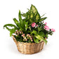 Large Mothers Day Gift Basket - Flowering The Horti House