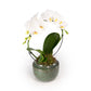 Phalaenopsis 12cm Hoop in Artisan No.3 Ceramic - Orchid The Horti House