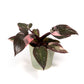 Philodendron 12cm Pink Princess in Hampshire Ceramic - Green Plant The Horti House
