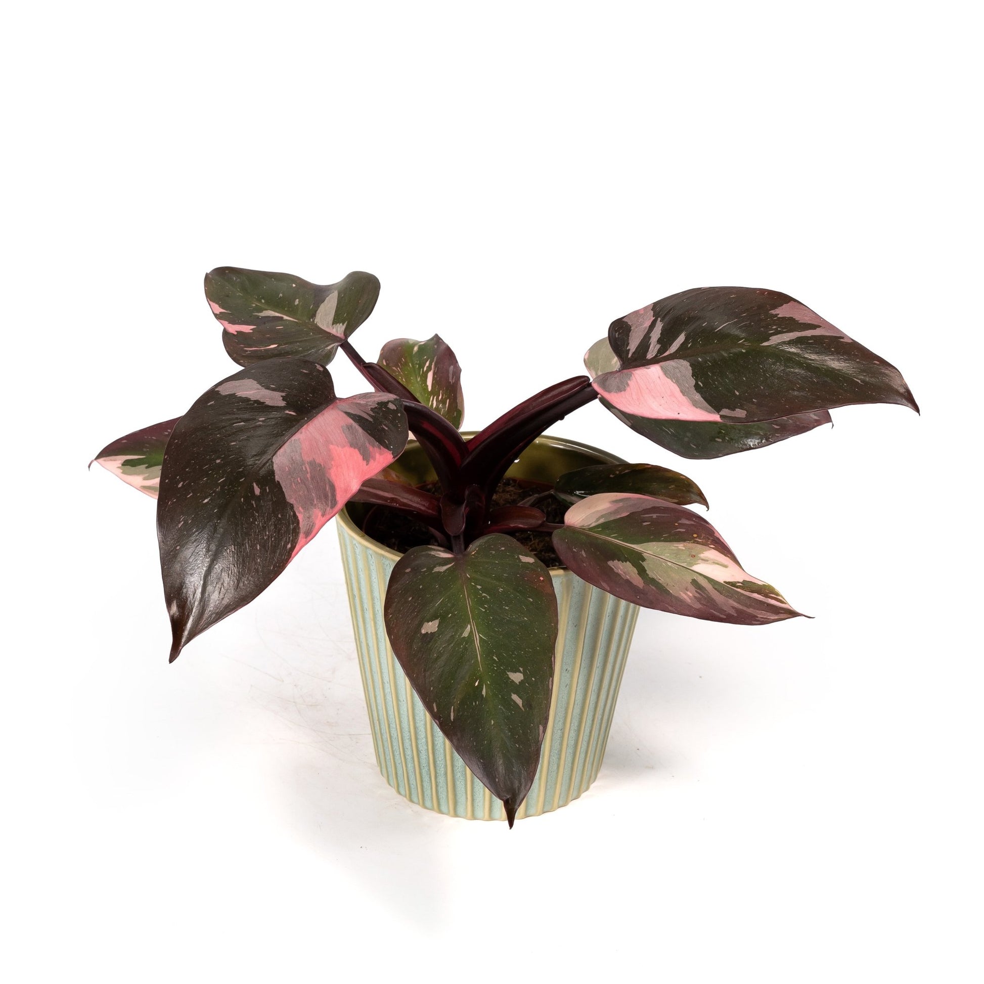 Philodendron 12cm Pink Princess in Hampshire Ceramic - Green Plant The Horti House