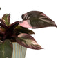Philodendron 12cm Pink Princess in Hampshire Ceramic - Green Plant The Horti House
