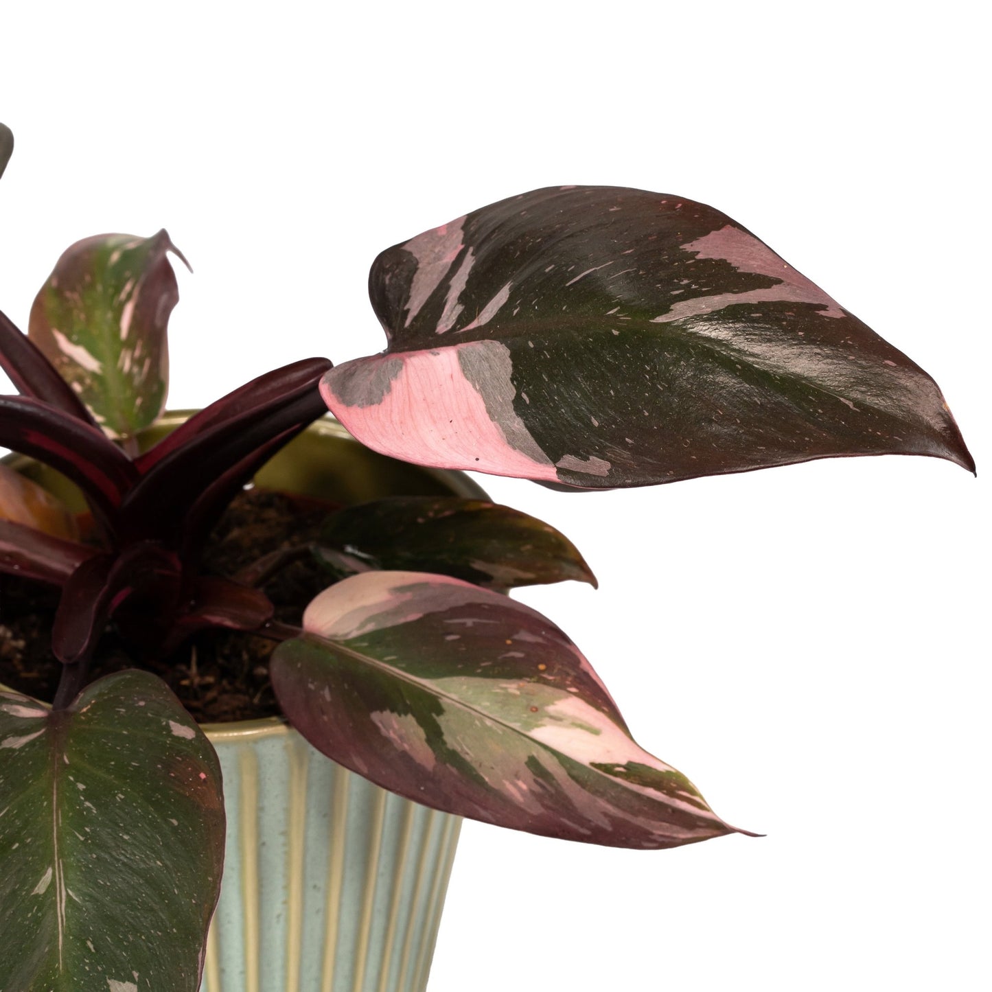 Philodendron 12cm Pink Princess in Hampshire Ceramic - Green Plant The Horti House