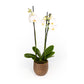 Phalaenopsis 12cm Triple Stem in Artisan No.1 Ceramic - Orchid The Horti House