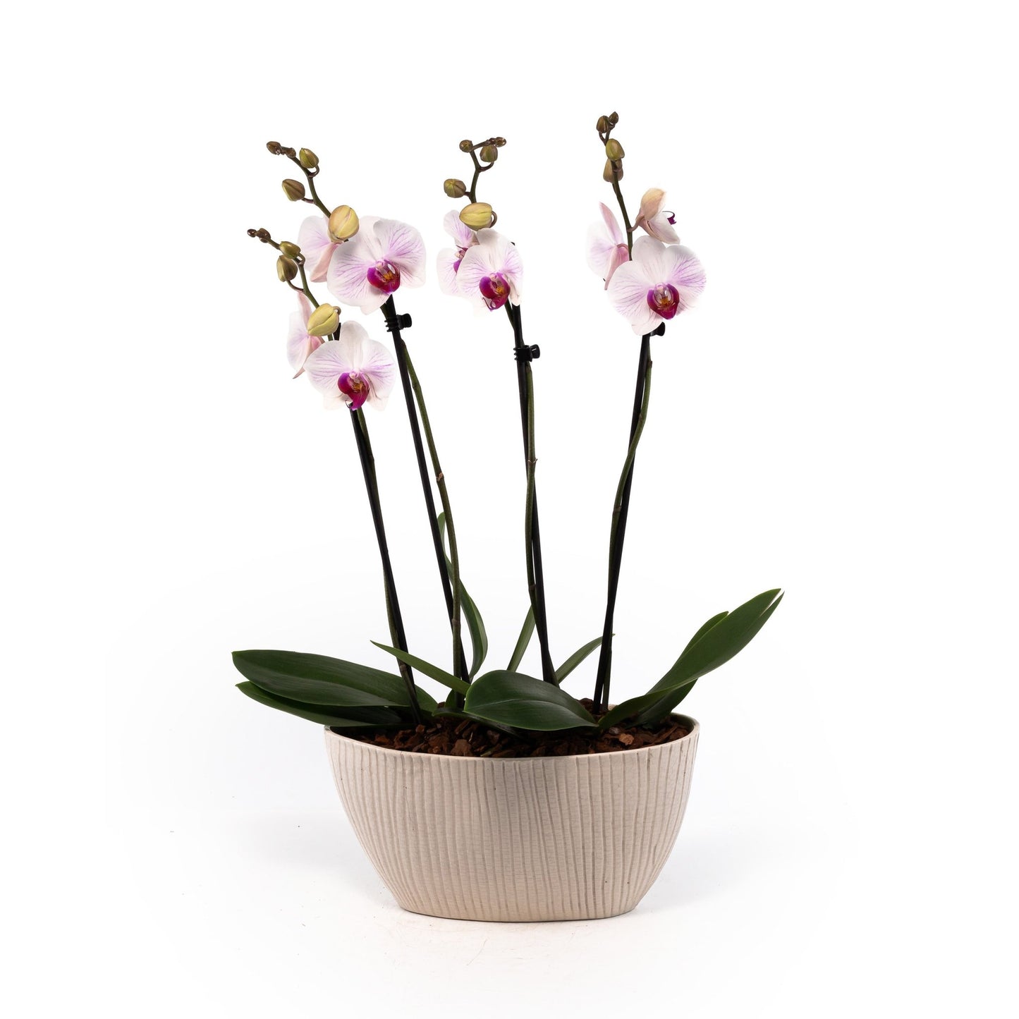 Phalaenopsis Twin Stem Duo in Artisan No.4 Planter - Orchid The Horti House