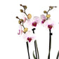 Phalaenopsis Twin Stem Duo in Artisan No.4 Planter - Orchid The Horti House