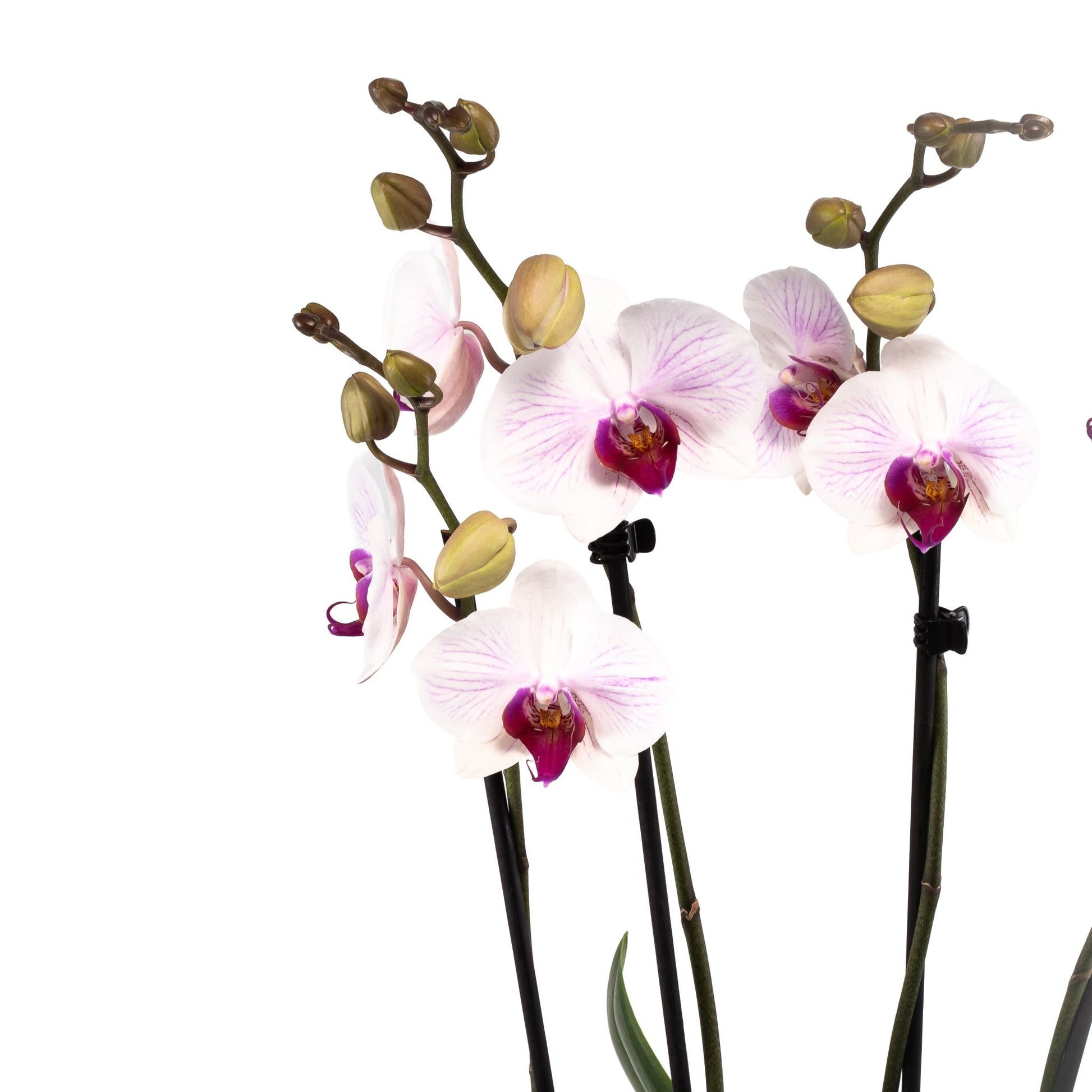 Phalaenopsis Twin Stem Duo in Artisan No.4 Planter - Orchid The Horti House