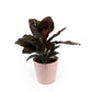 Calathea 12cm in Hampshire Ceramic - Green Plant The Horti House