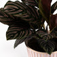 Calathea 12cm in Hampshire Ceramic - Green Plant The Horti House