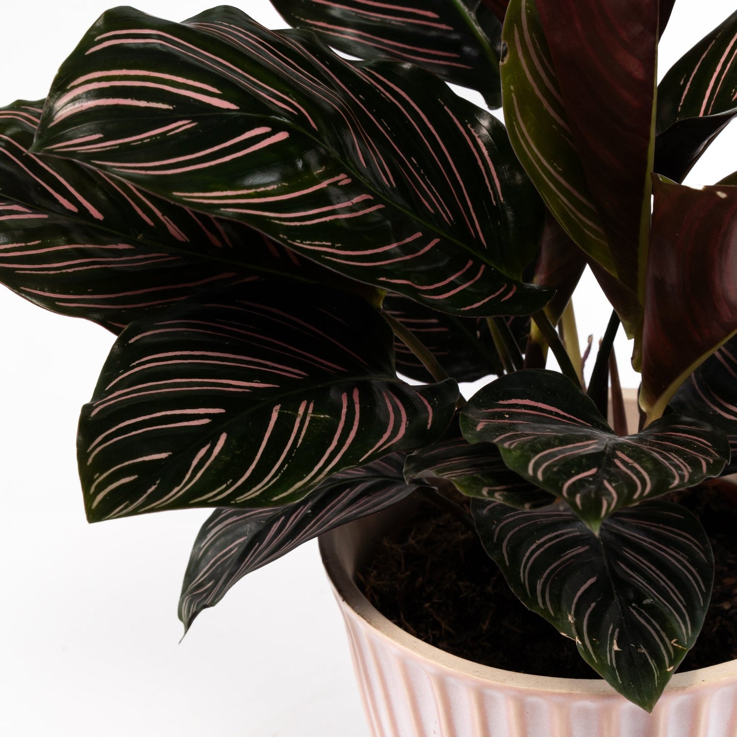 Calathea 12cm in Hampshire Ceramic - Green Plant The Horti House