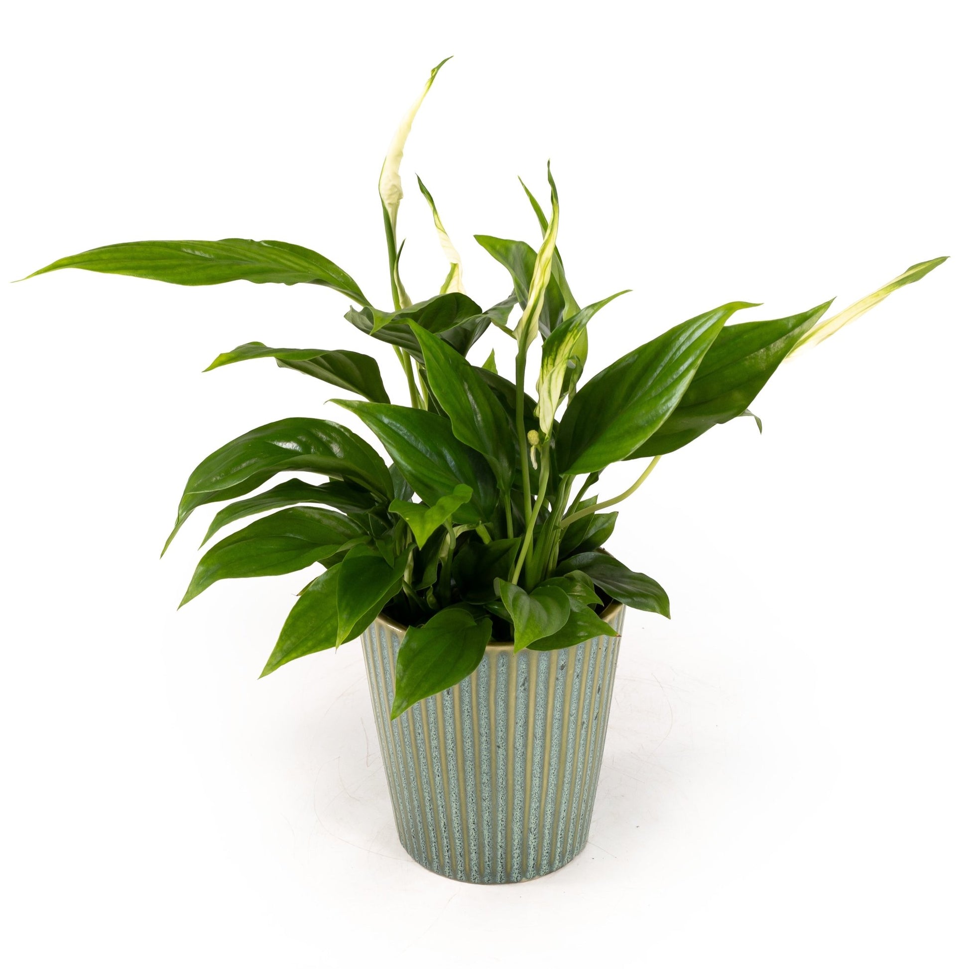 Spathiphyllum 9cm in Hampshire Ceramic - Flowering The Horti House