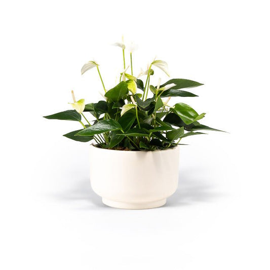 Table Anthurium 17cm Planter - Flowering The Horti House