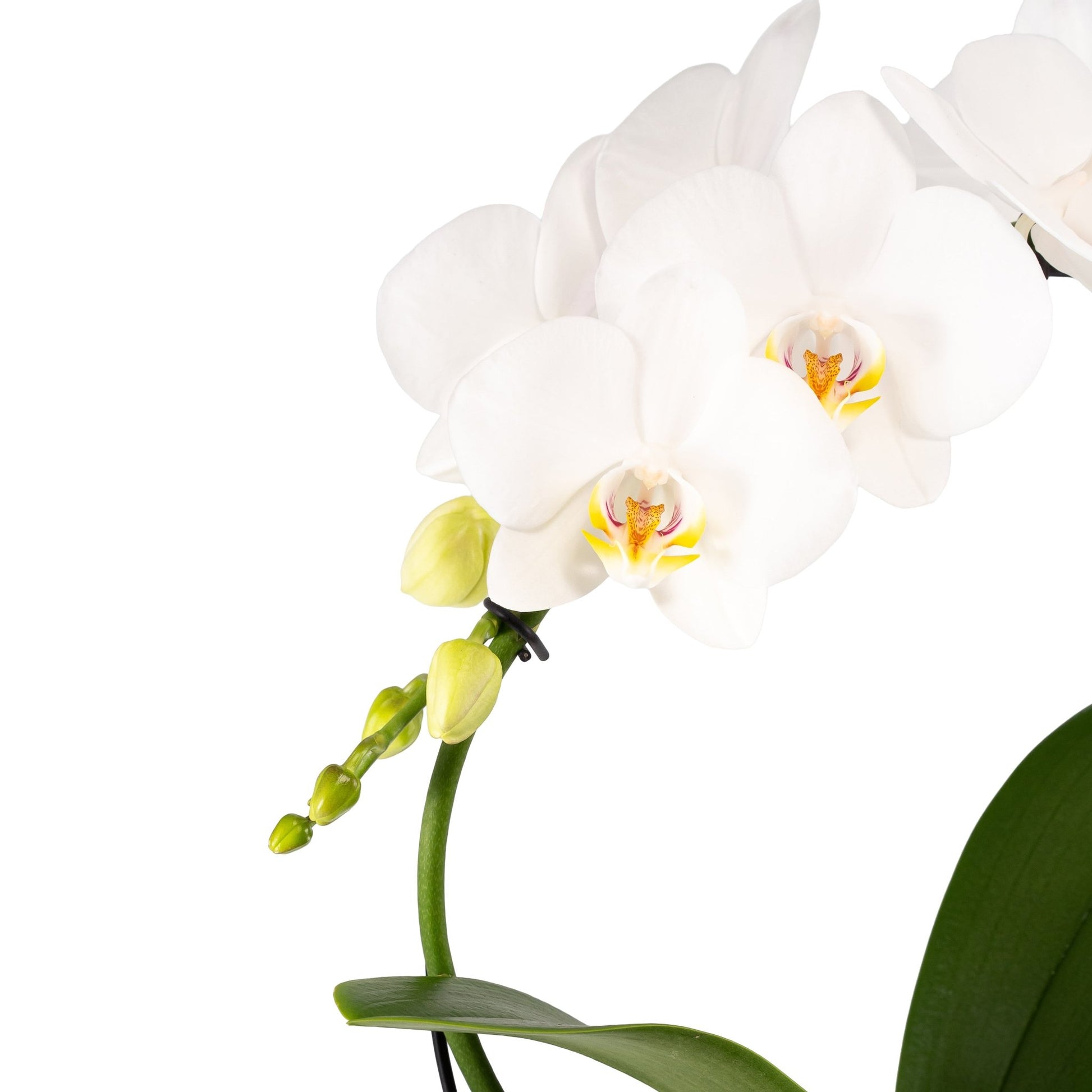 Phalaenopsis 12cm Hoop in Artisan No.3 Ceramic - Orchid The Horti House