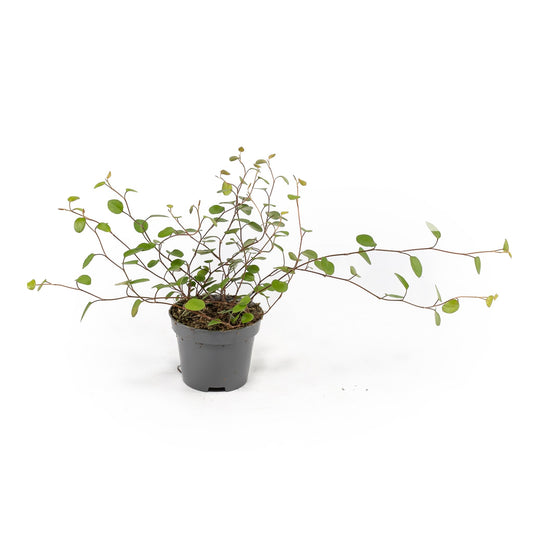 Muehlenbeckia 6cm - Green Plant The Horti House