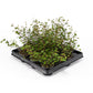 Muehlenbeckia 6cm - Green Plant The Horti House