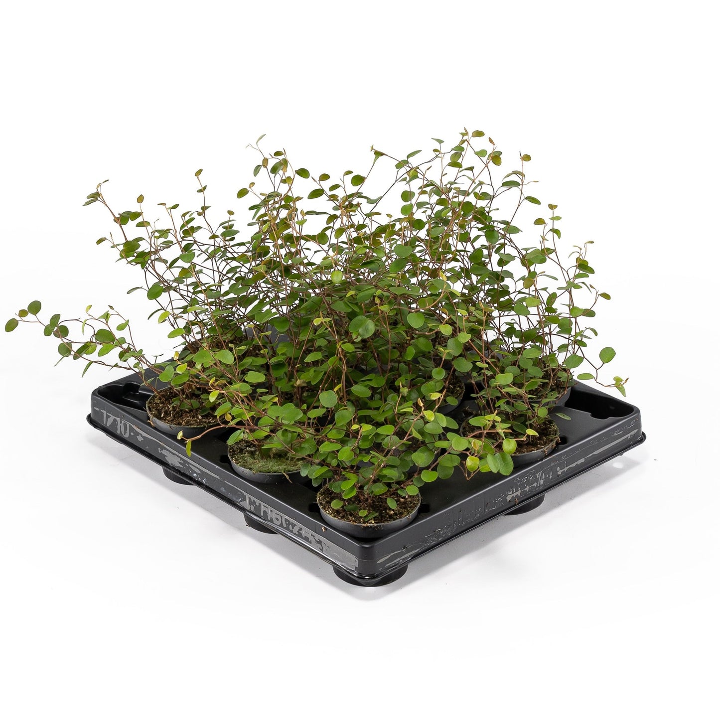 Muehlenbeckia 6cm - Green Plant The Horti House