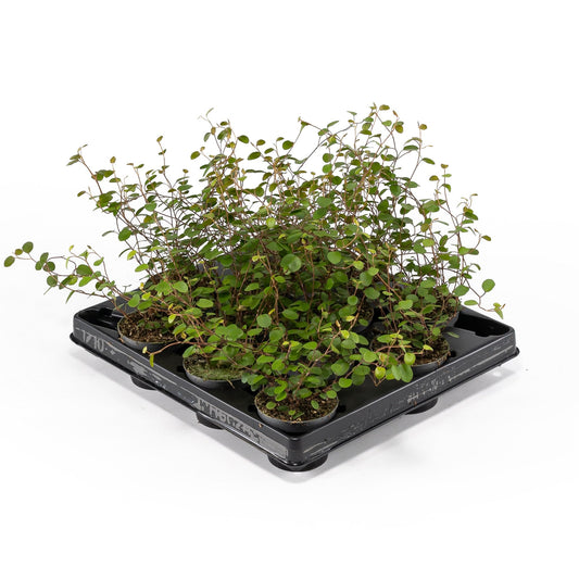 Muehlenbeckia 6cm - Green Plant The Horti House